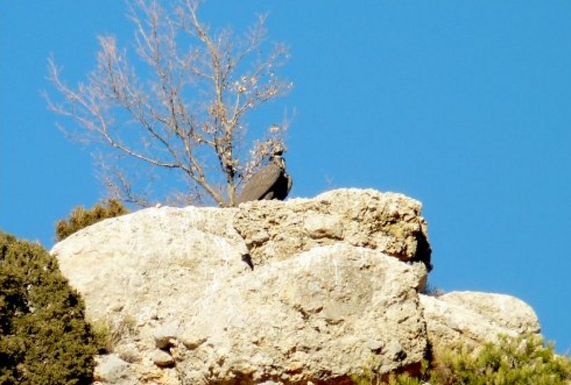 Señuelo de buitre negro presidiendo el proyecto