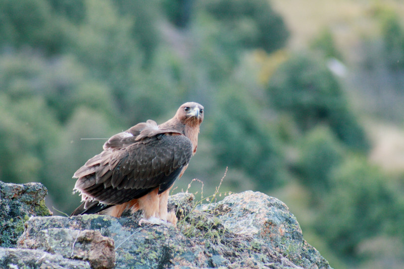 Águila perdicera