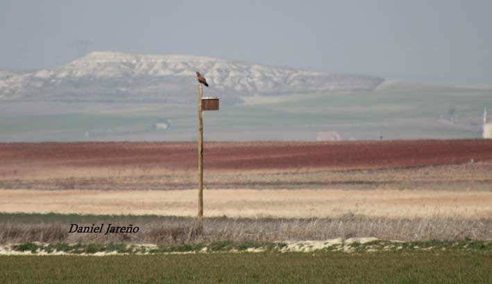 Ratonero (Buteo buteo) utilizando una de las cajas nido como percha de caza. Fotografía: Daniel Jareño