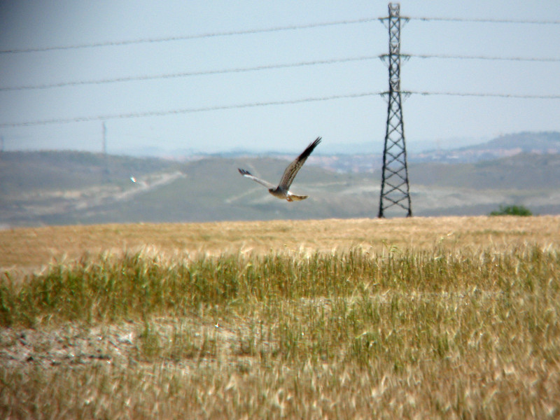 Aguilucho en vuelo