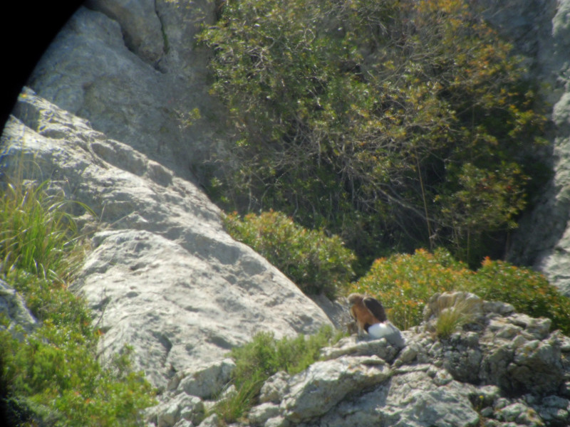 Bosc y Blaia. Äguilas perdiceras