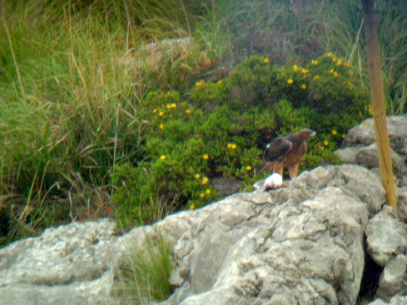 Bosc y Blaia. Äguilas perdiceras