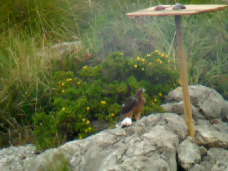 Bosc y Blaia. Äguilas perdiceras