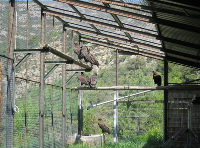Los buitres en el jaulon de aclimatación con otros dos ejemplares que esperan su liberación