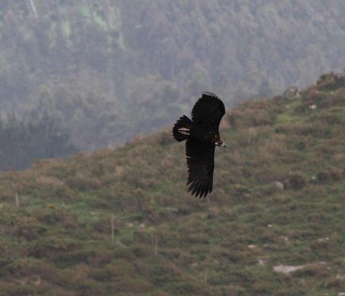 Hoy (19-05-12), 180-200 buitres leonados en las sierras del N de Lugo y Coruña, y 2 negros entre ellos. En la foto buitre negro en Ourol (Ricardo Hevia Barcon) — en Ourol (Lugo).