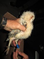 Las tres imágenes nos muestran cada pollo con su correspondiente combinación de colores. 