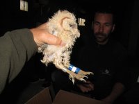 Las tres imágenes nos muestran cada pollo con su correspondiente combinación de colores. 