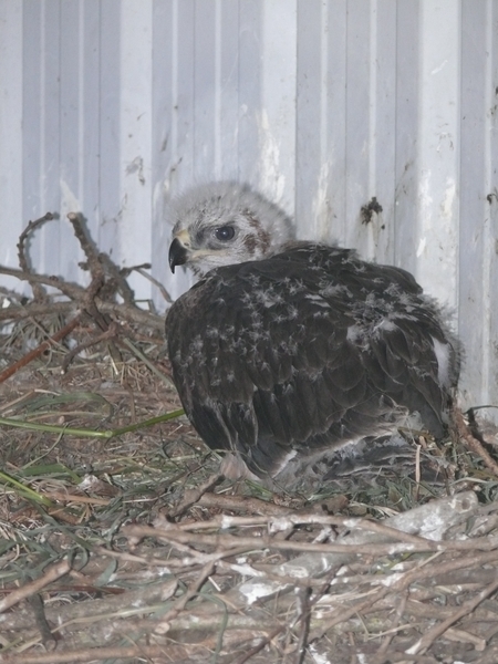 Christian Pacteau nos envía estas fotos de dos de los pollos de águila perdicera nacidos en cautividad en Francia 