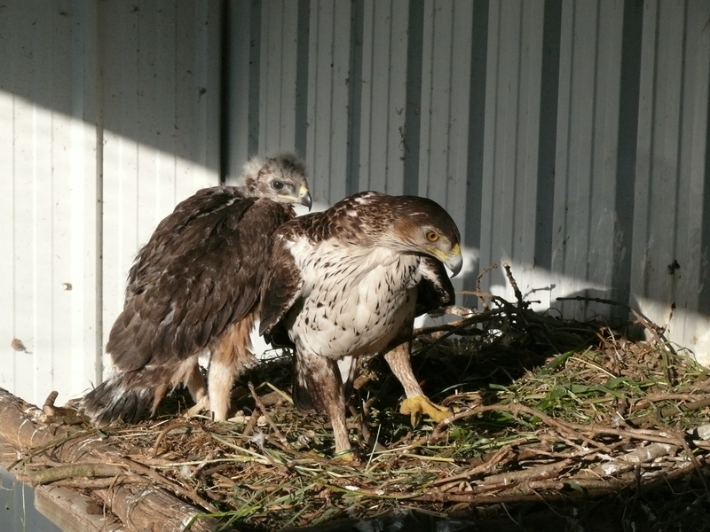 Christian Pacteau nos envía estas fotos de dos de los pollos de águila perdicera nacidos en cautividad en Francia 