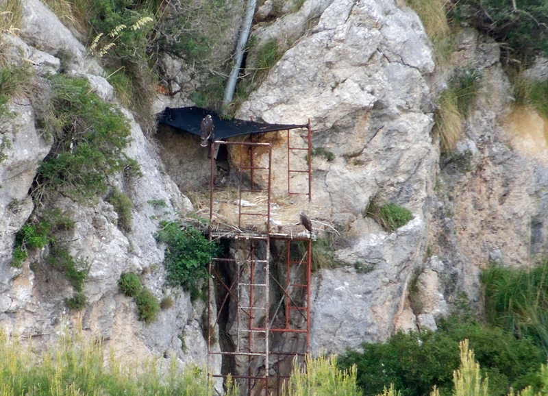 Blaia, águila perdicera