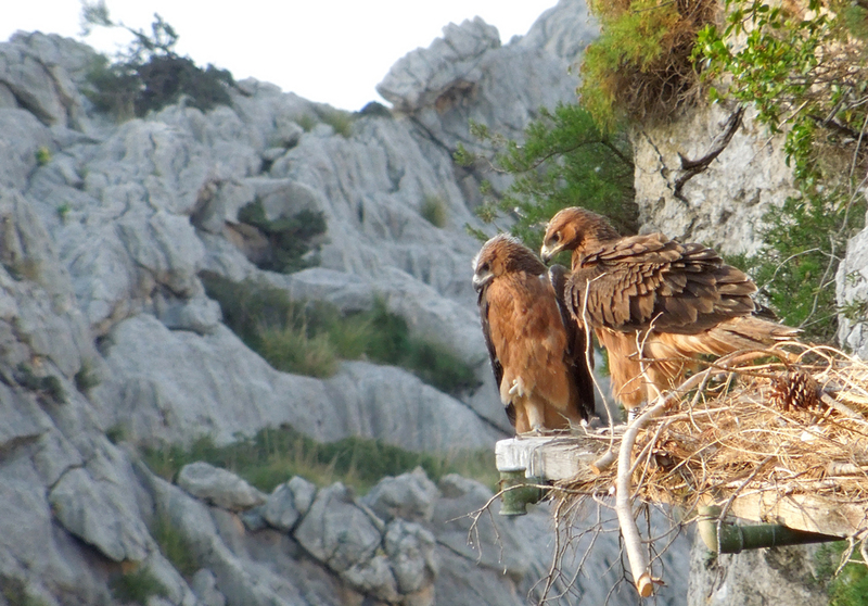 Bosc y Blaia, águilas perdiceras