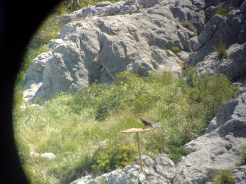 Bosc y Blai, águilas perdiceras