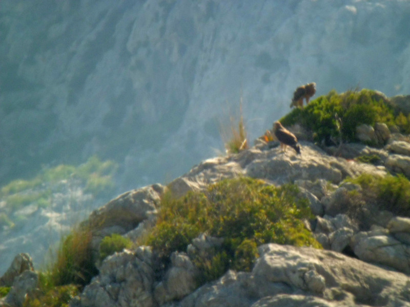 Bosc y Blai, águilas perdiceras