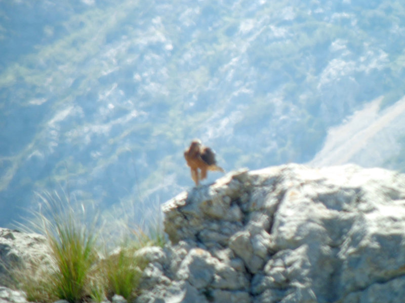 Blaia, águila perdicera