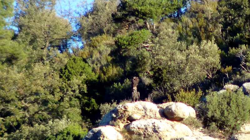 Castellet de Gala, buitre negro