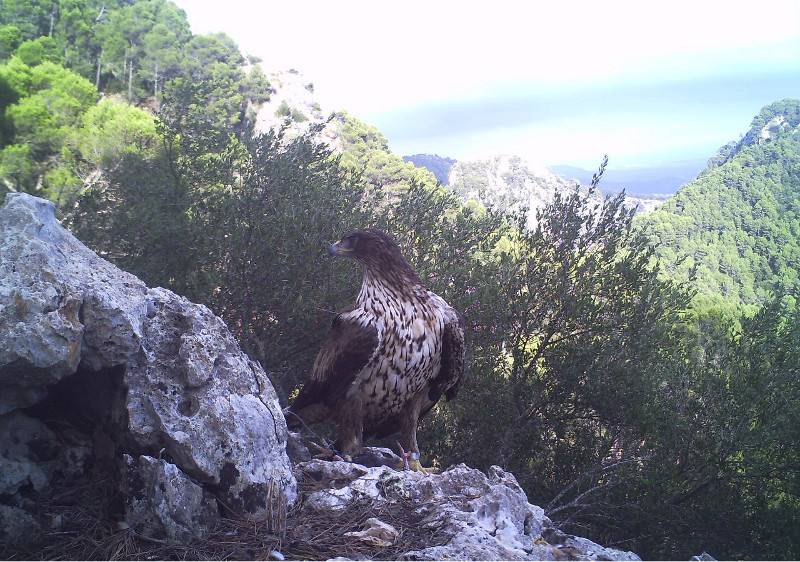 Nora, águila perdicera, en Es Raiguer