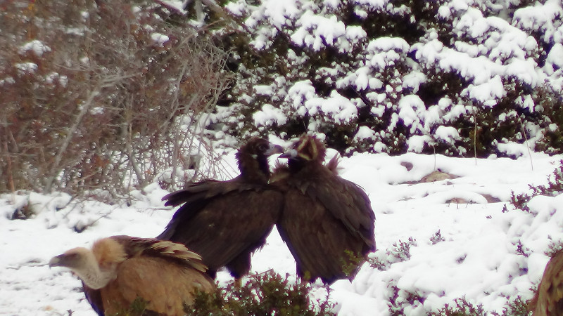 Oriol y Nouanda, buitres negros, en la nieve