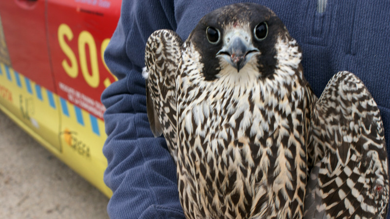 Halcón peregrino