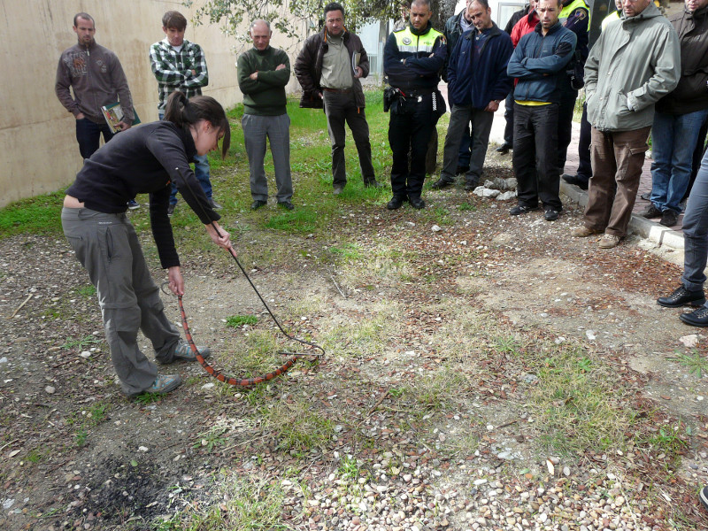 Virginia Moraleda durante el  taller practico sobre cómo capturar y coger animales silvestres ( culebras, buitres, cigüeñas)