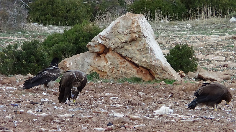 Águila real juvenil comiendo ante Aiguaneix (buitre negro 9WW) y un quebrantahuesos juvenil.