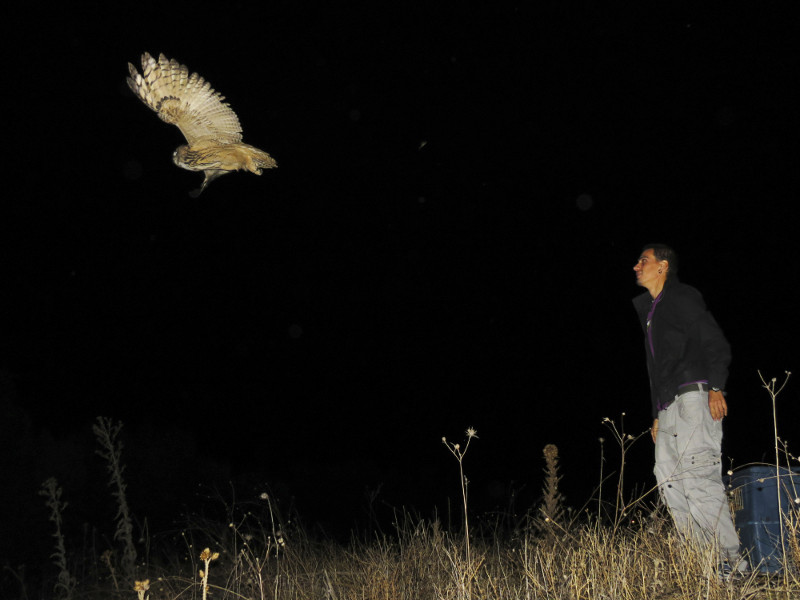 Liberación de un búho real (bubo, bubo)