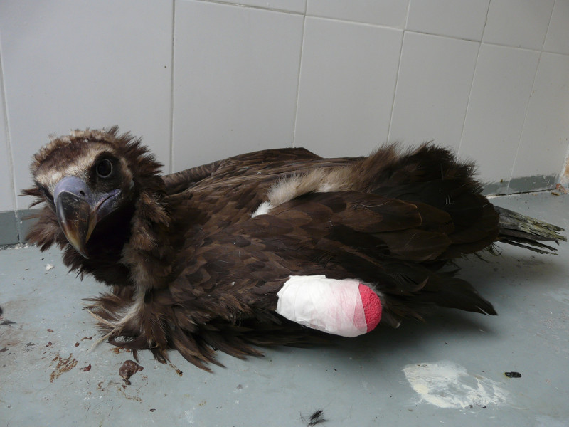 Buitre negro (aegypius monachus) en su instalación tras la cirugía de amputación de su ala izquierda