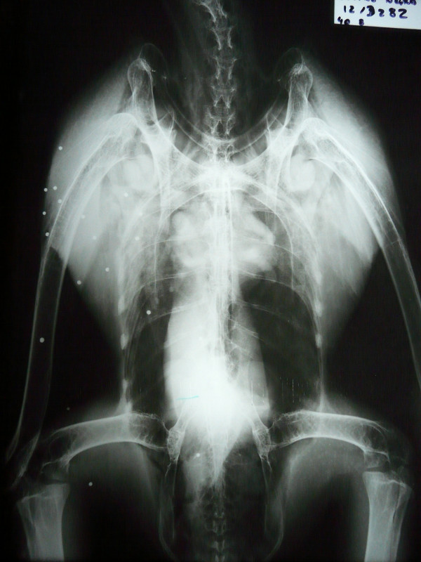 Radiografía general del buitre negro (Aegypius monachus)