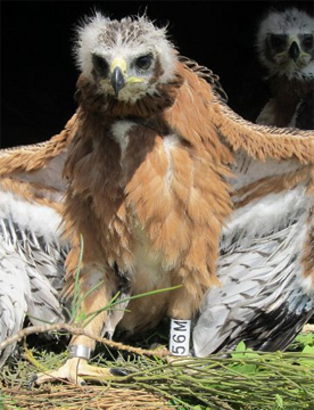 Torvisco, águila perdicera