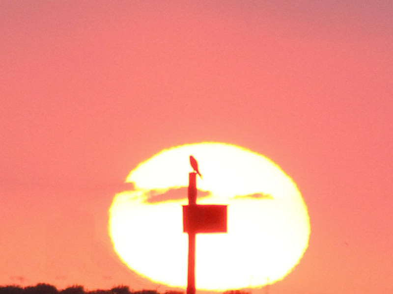 Cernícalo en la puesta de sol. Autor: Daniel Jareño