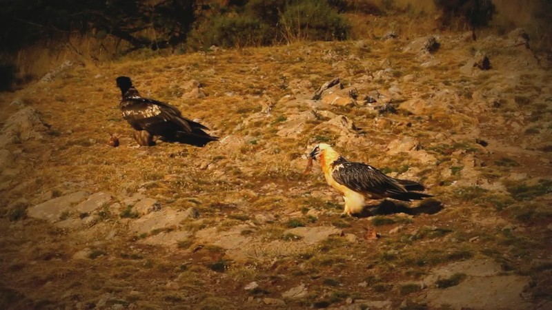 Dos quebrantahuesos en el PAS de Recallers