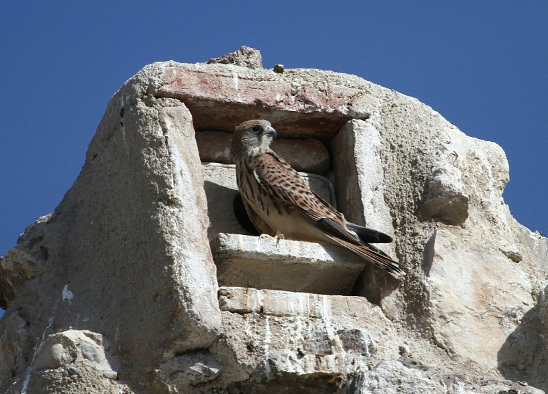 nidales diseñados especialmente para colocarlos en el Castillo de Torrejón de Velasco que han sido utilizados en este primer año por muchas parejas. Autor: Carlos Jaramillo