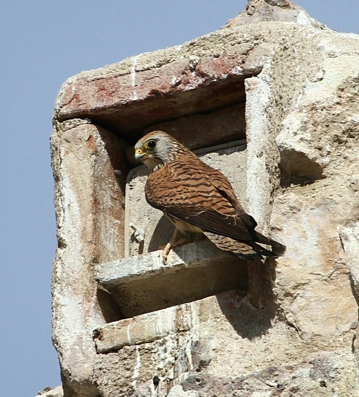 nidales diseñados especialmente para colocarlos en el Castillo de Torrejón de Velasco que han sido utilizados en este primer año por muchas parejas. Autor Carlos Jaramillo