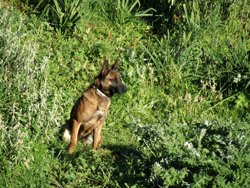 Pastor aleman de la Unidad Canina especializada en la detección de venenos