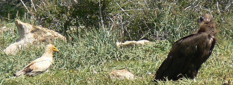 Buitre negro y alimoche en Boumort