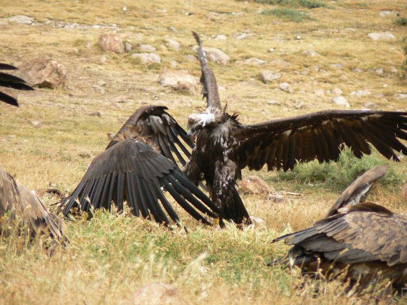 Gallarda en el PAS de Boumort, buitre negro