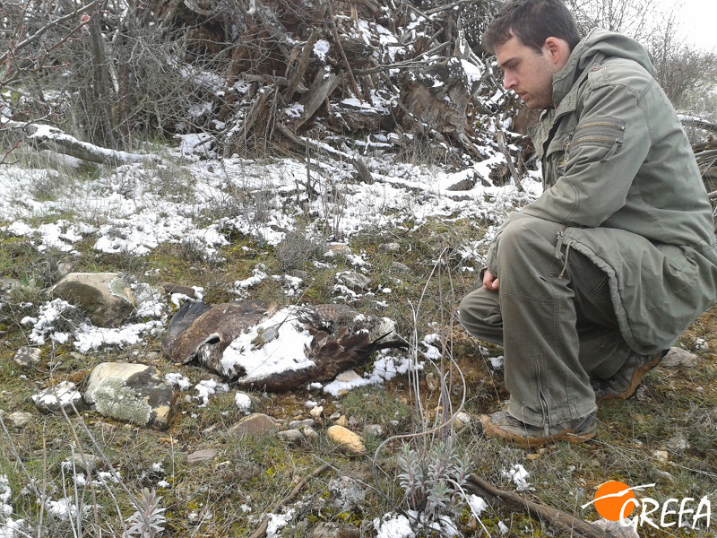 Pablo, miembro de GREFA, encuentra el cadaver de Perdizuela, el águila perdicera envenenada