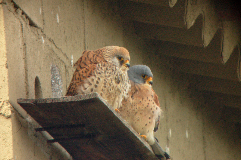 Pareja de cernícalos primilla en Villaviciosa