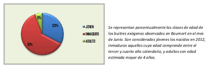 Se representan porcentualmente las clases de edad de los buitres exógenos observados en Boumort en el mes de Junio.