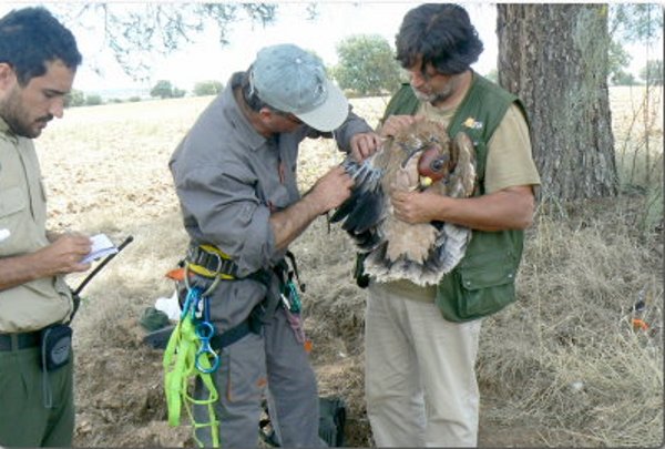 Colocando el transmisor a Aljama, águila imperial