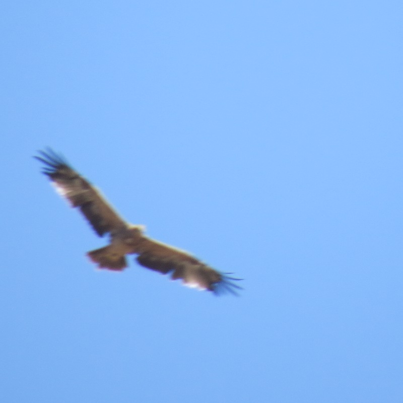  Mala imagen de Aljama mientra salía de la encina donde fue localizada buscando el emisor.