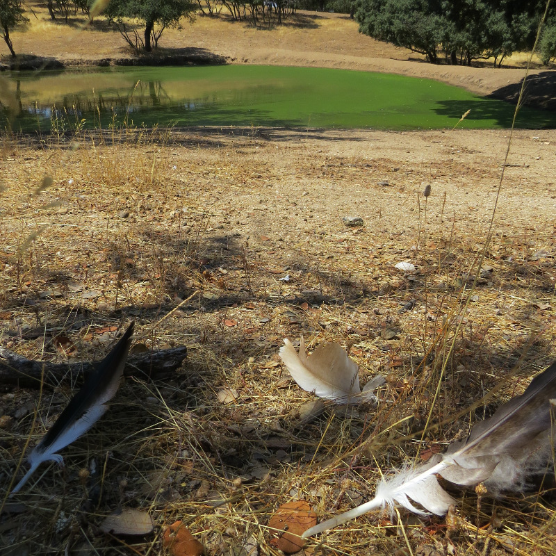 Plumas de Aljama encontradas en el posadero donde descansaba normalmente. Al fondo la charca donde se bañaba junto con otras imperiales que se m,ueven en la misma zona. 