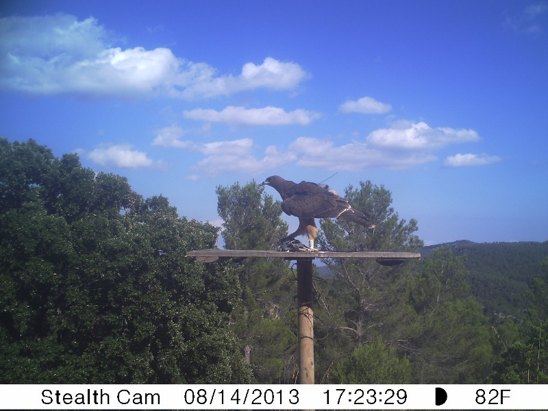 Calais menjant colom a la plataforma del camp.