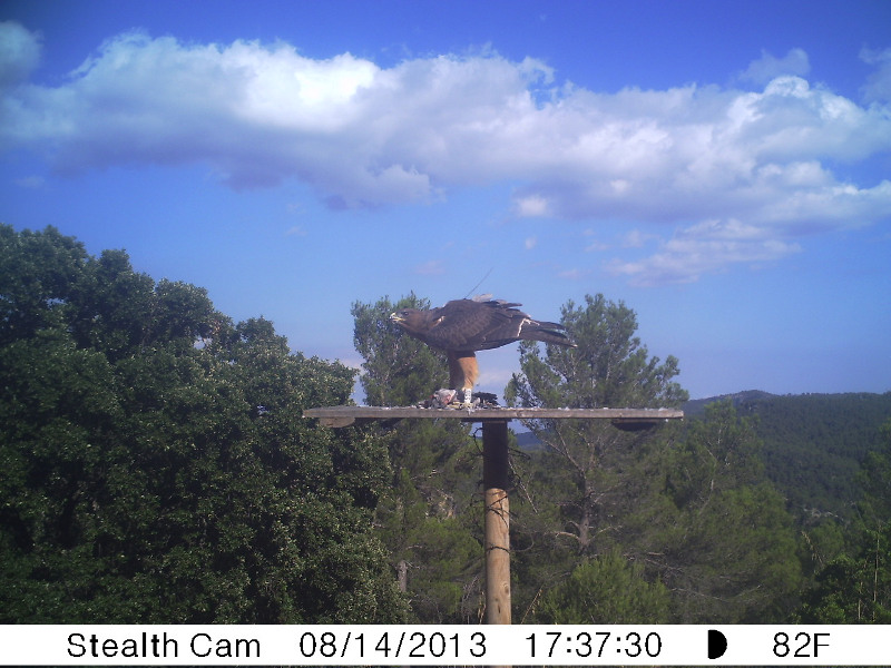 Calais menjant colom a la plataforma del camp.