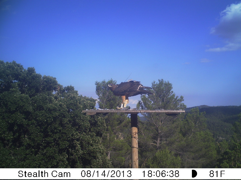 Calais menjant colom a la plataforma del camp.