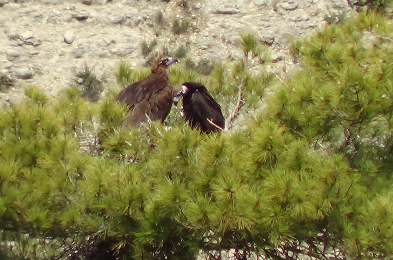 Corneli junto a Bic, su pollo del 2013, buitres negros