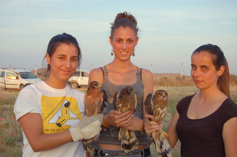 Voluntarias de GREFA en el momento de liberar los pollos de aguilucho en el hacking