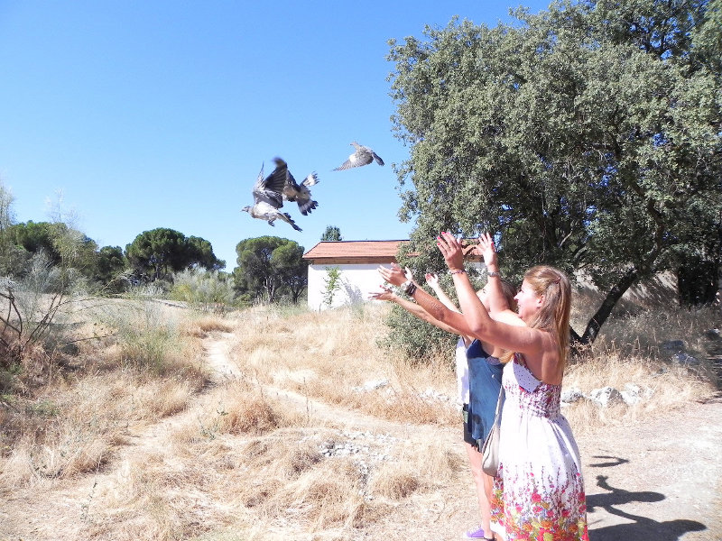 Liberación de palomas torcaces