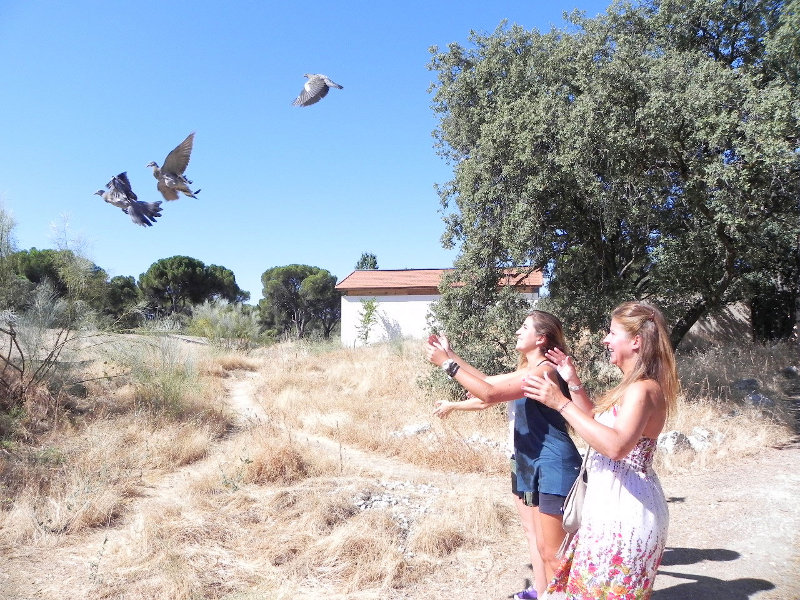 Liberación de palomas torcaces
