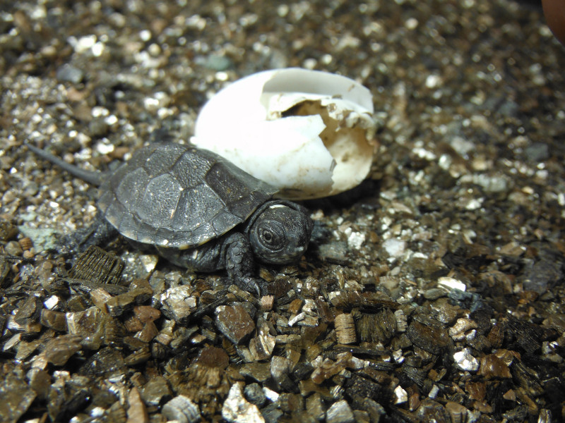 Cría de galápago europeo nacida en GREFA