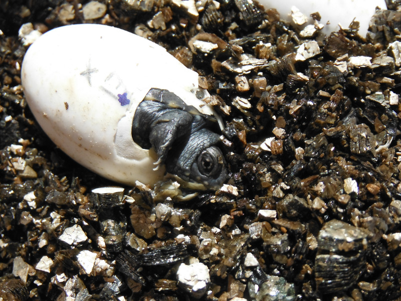 Cría de galápago europeo saliendo del huevo